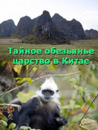 Тайное обезьянье царство в Китае / China's Secret Monkey Kingdom (2020) HDTVRip 720p
